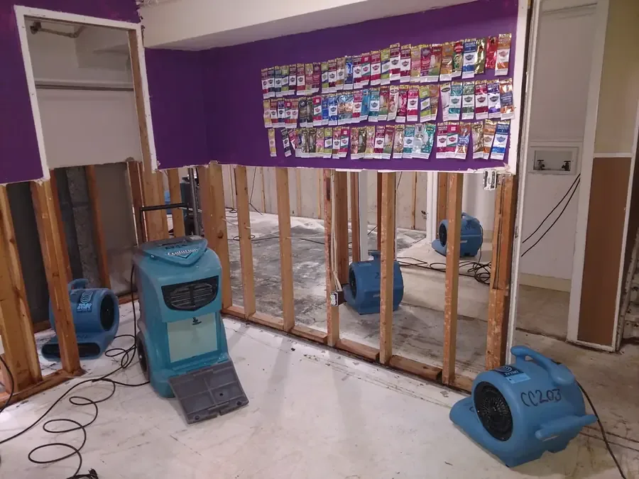 Dehumidifier and air movers beside exposed studs below a purple wall