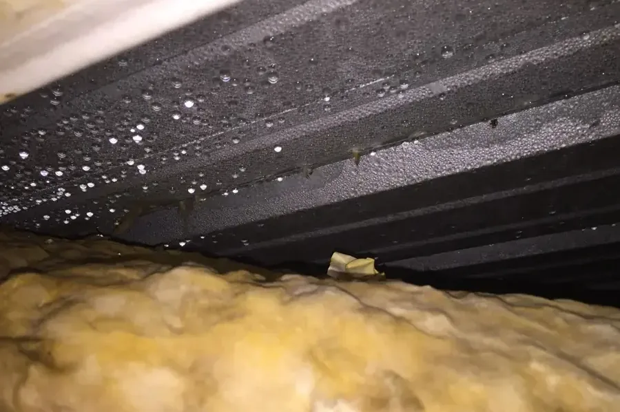 Water droplets beneath roof decking above yellow attic insulation